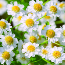 340218 Ti Flair Serviette