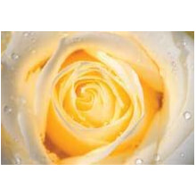 Set Papier Morning rose