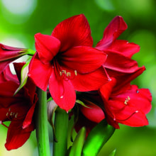 303608 Ti Flair Serviette