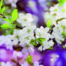 285100 Ti Flair Serviette