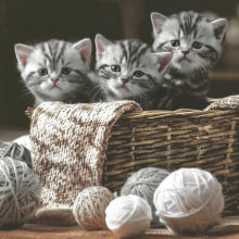 371056 Ti Flair Serviette