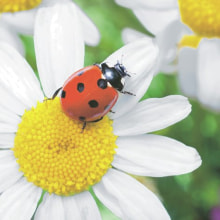 271610 Ti Flair Serviette