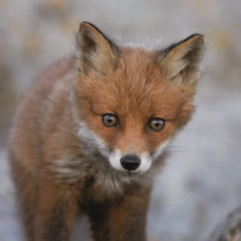 342000 Ti Flair Serviette