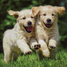 371055 Ti Flair Serviette