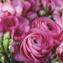 344245 Ti Flair Serviette