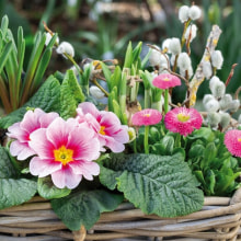 385009 Ti Flair Serviette