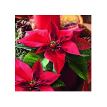 303664 Ti Flair Serviette